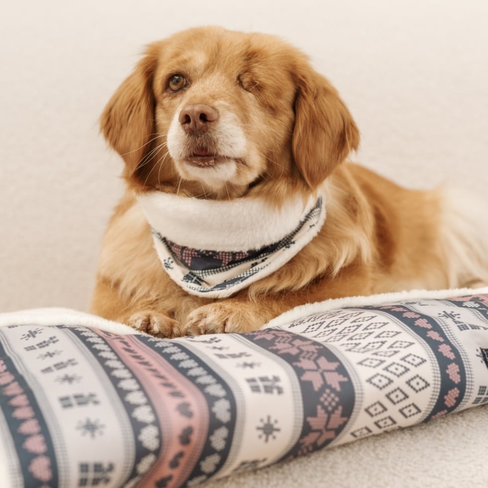 fraeuleinfrieda_hundegeschirre_hundeleinen_kollektionen_01