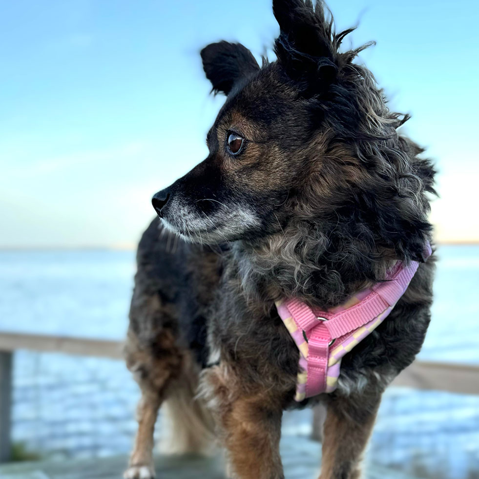 fraeuleinfrieda_hundegeschirre_hundeleinen_kollektionen_04