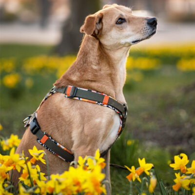 Maßanfertigung Geschirr