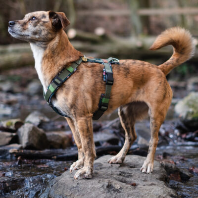 Geschirr Green woods