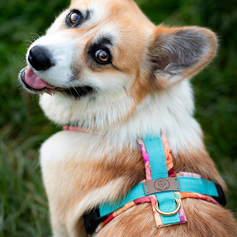 Geschirr Butterfly Mint