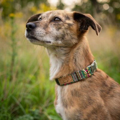 Zugstopp Halsband Boho green