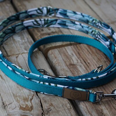 Gurtbandleine Blue gum tree