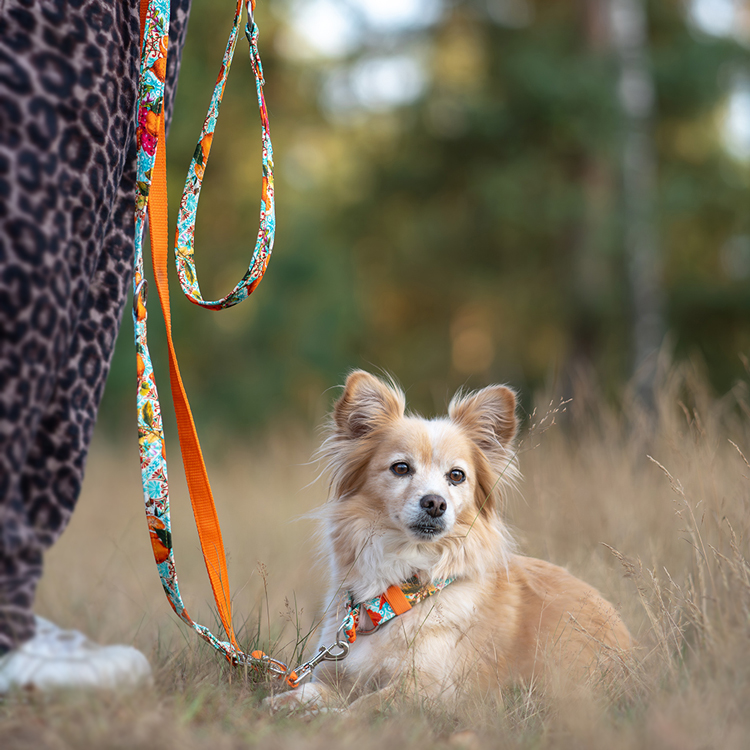 Premium Leine Sweet Valencia