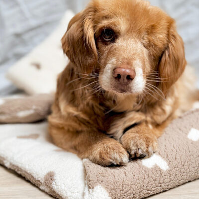 launch price - Teddypad Sweetheart