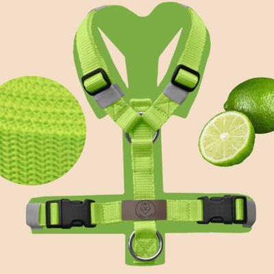 Geschirr Limette